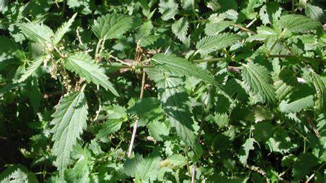 Promenade découverte de plantes sauvages – Saint-Étienne (42)