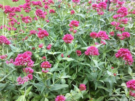 Alimentaire Territorial avec Norbert Badel des Jardins de Valériane – Saint-Étienne (42)